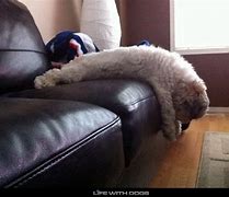 Image result for Funny Cat On Couch