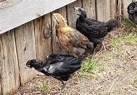 Image result for Blue Australorp Pullets 10 Weeks