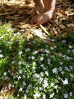 Image result for Blue Star Creeper Ground Cover in Pot