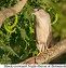 Image result for Habitat for Birds in Guyana