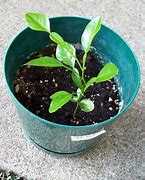 Image result for Figer Lime Citrus Seed Sprouting