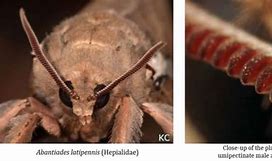 Image result for Male Moth Antennae