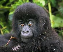 Image result for Congo Gorilla