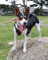 Image result for decker rat terrier