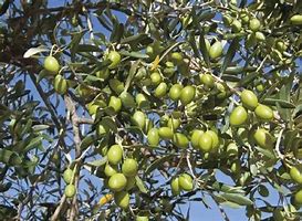 Image result for Mission Olive Tree