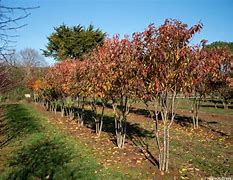 Image result for Prunus Serrulata Pink Perfection