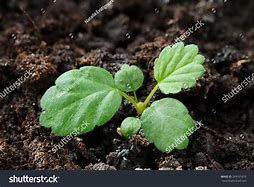 Image result for Two Cotyledons