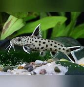 Image result for Popular Freshwater Fish W Whiskers