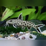 Image result for Freshwater Fish with Whiskers