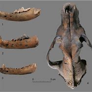 Image result for Wolf Skull vs Dog Skull