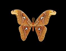 Image result for Moth Whole Pouch