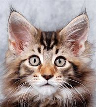 Image result for 12 Week Old Main Coon Kitten