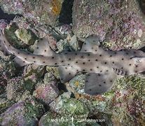 Image result for Horn Shark