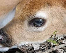 Image result for Newborn Deer Fawn