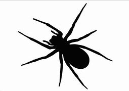 Image result for Spider Vector Art