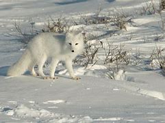 Image result for Tundra Biome Arctic Fox