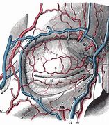 Image result for Dorsal Nasal Artery