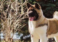 Image result for Japanese Fighting Dog Breeds