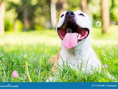 Image result for Big Smiling Dog