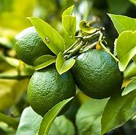 Image result for Acid Lime Tree