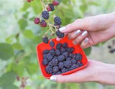 Image result for Growing Blackberries in Wisconsin