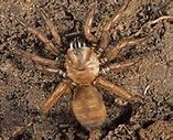 Image result for Trapdoor Spider Poisonous