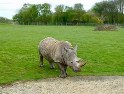 Image result for Animals in Whipsnade Zoo