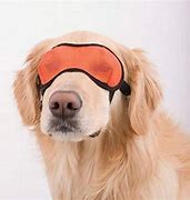 Image result for Doggles Eyewear