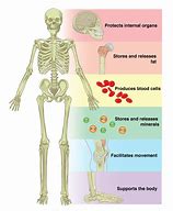 Image result for Skeleton Function