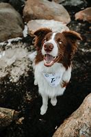 Image result for Dog Smiling Hard