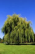 Image result for Willow Tree Arkansas