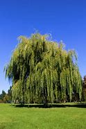 Image result for Bow of a Willow Tree