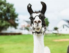 Image result for Farm Animals Lama