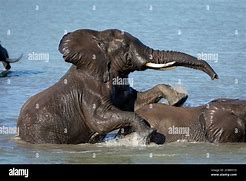 Image result for Elephants Playing in Water