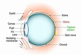 Image result for Cat Eye Structure