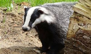 Image result for Kansas Badger