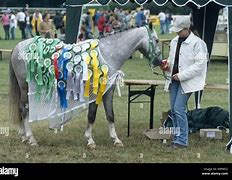 Image result for Welsh Pony Sections