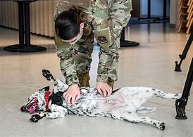 Image result for United States Air Force K9