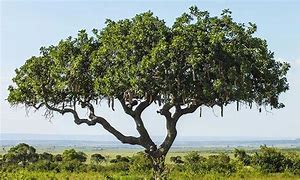 Image result for Saharan Trees