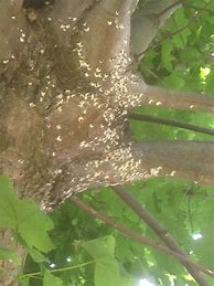 Image result for White Pupae On Tree Branches