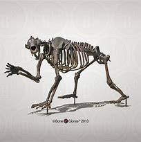 Image result for Aotus Skeleton