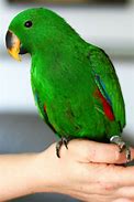 Image result for Eclectus Parrot