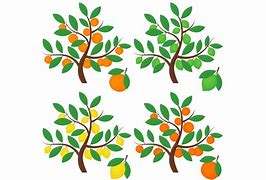 Image result for Lime Tree Clip Art