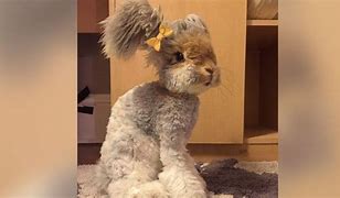 Image result for Fluffy Rabbit