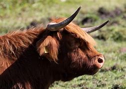 Image result for Bos Taurus