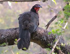 Image result for White-winged Guan