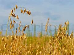 Image result for Field of Oats