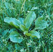 Image result for 5 Leaf Weed Identification