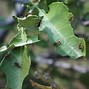 Image result for Leaf Cutter Ant Images