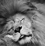 Image result for Black Mane Lion Wallpaper HD